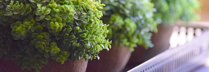 Drei Topfpflanzen auf einem Metalltablett